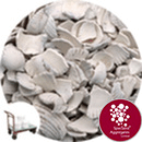 Coloured Sea Shells - Antique White - Click & Collect